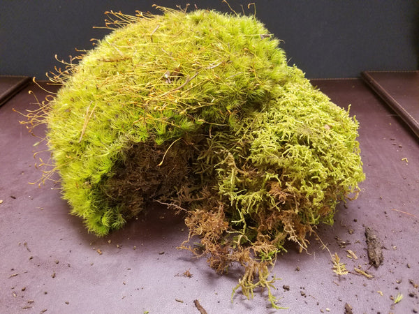 Mixed Live Moss (Terrarium, Vivarium, Fairy Garden, Home Decor, Modeling)