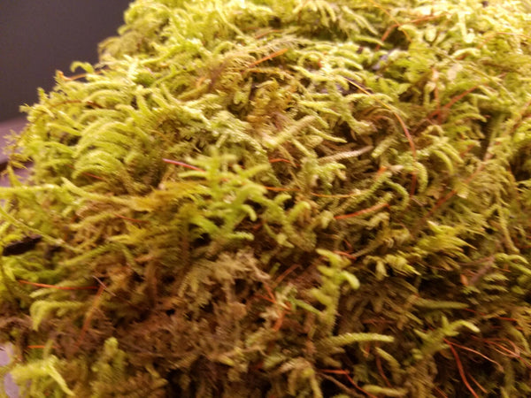Live Fern Moss / Sheet Moss (Terrarium, Vivarium, Fairy Garden, Home Decor, Modeling)