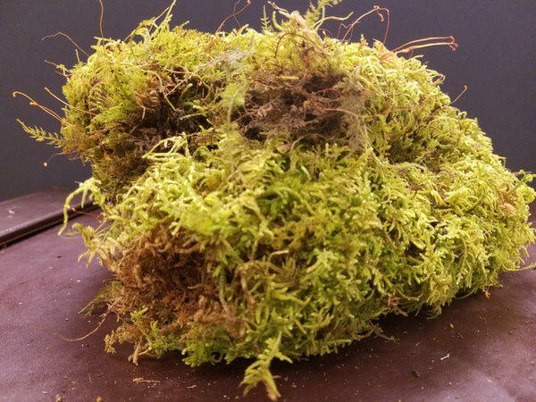 Live Fern Moss / Sheet Moss (Terrarium, Vivarium, Fairy Garden, Home Decor, Modeling)