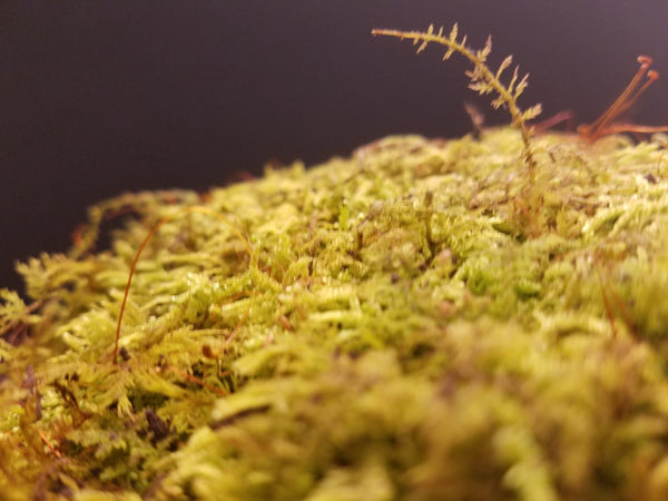 Live Fern Moss / Sheet Moss (Terrarium, Vivarium, Fairy Garden, Home Decor, Modeling)