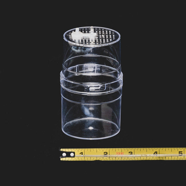 Small Arboreal Spiderling Container