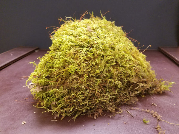 Live Fern Moss / Sheet Moss (Terrarium, Vivarium, Fairy Garden, Home Decor, Modeling)