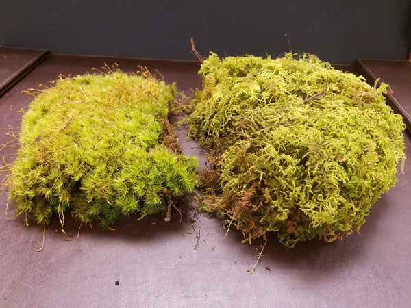 Mixed Live Moss (Terrarium, Vivarium, Fairy Garden, Home Decor, Modeling)
