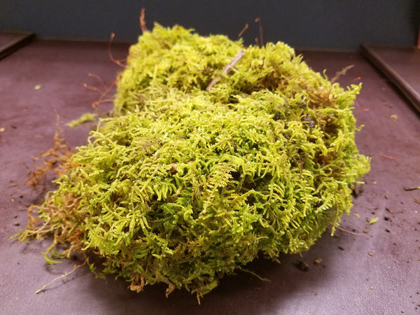 Mixed Live Moss (Terrarium, Vivarium, Fairy Garden, Home Decor, Modeling)