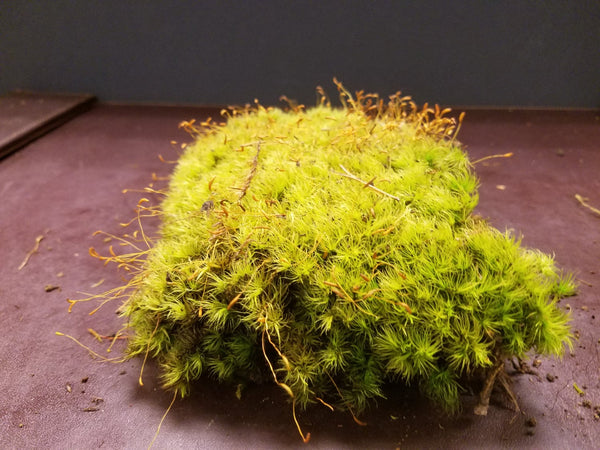 Mixed Live Moss (Terrarium, Vivarium, Fairy Garden, Home Decor, Modeling)