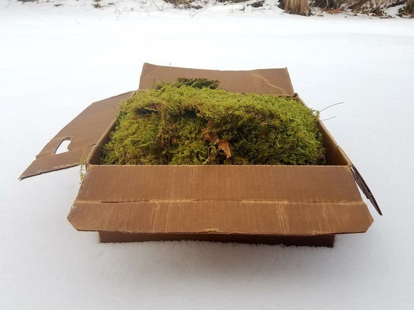 Live Fern Moss / Sheet Moss (Terrarium, Vivarium, Fairy Garden, Home Decor, Modeling)