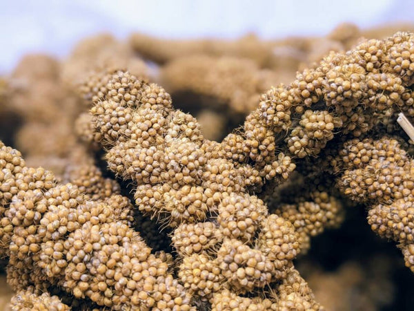 Handpicked Golden Spray Millet