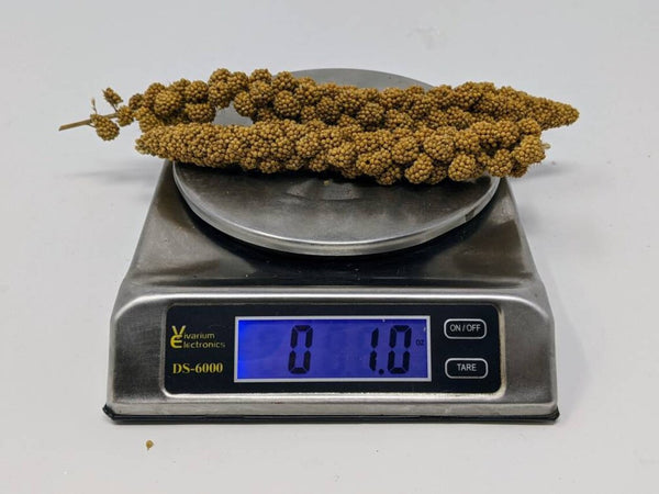 Handpicked Golden Spray Millet