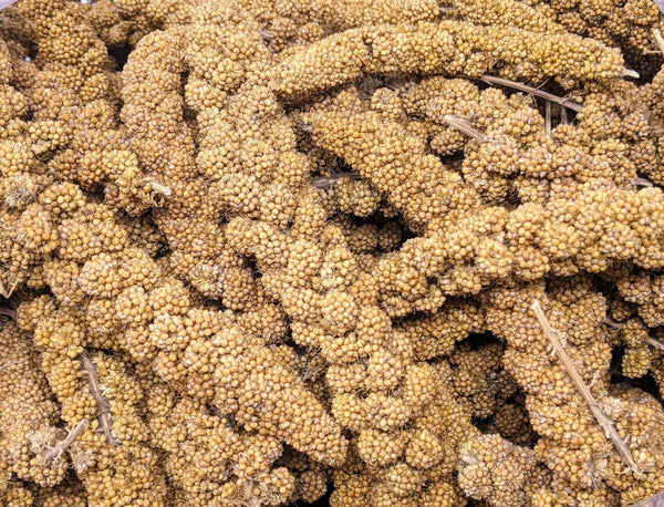 Handpicked Golden Spray Millet