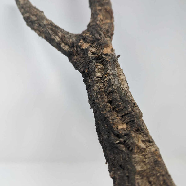 Cork Bark Branches (Solid Core) 6-36" – Natural for Orchids, Airplants, Reptiles, Terrariums + Crafting – Eco-Friendly, Bioactive