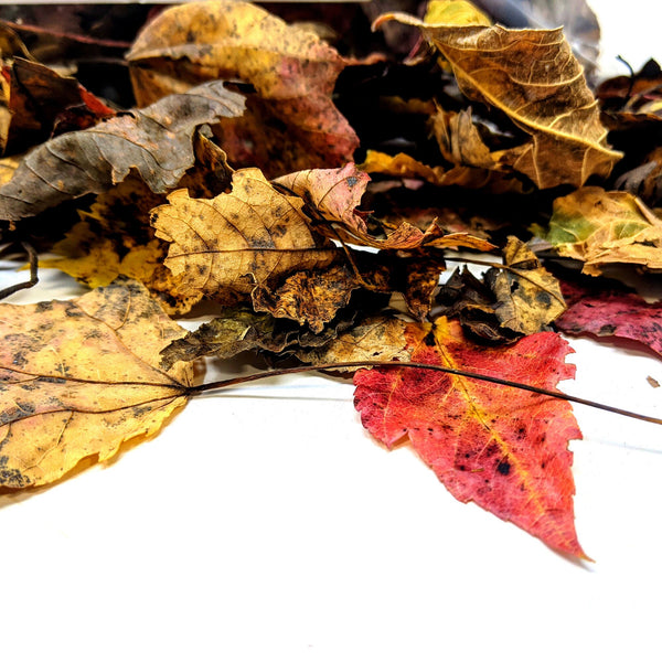 Red Maple Leaf Litter (4 Quarts)