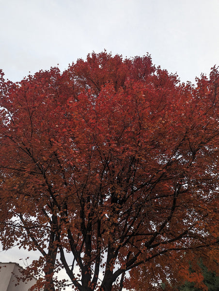 Red Maple Leaf Litter (4 Quarts)