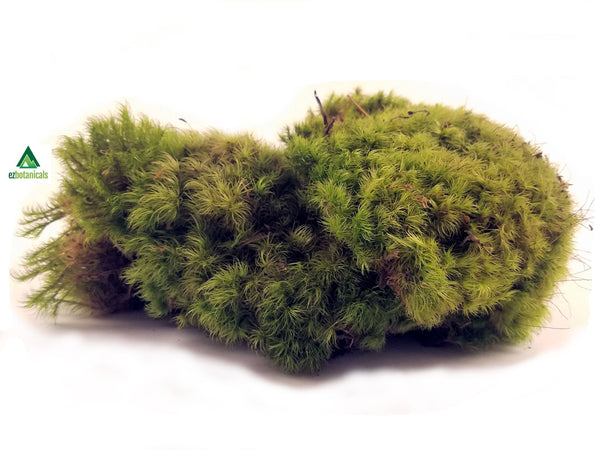 Live Mood Moss (Terrarium, Vivarium, Fairy Garden, Home Decor, Modeling)