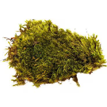 Live Mood Moss (Terrarium, Vivarium, Fairy Garden, Home Decor, Modeling)