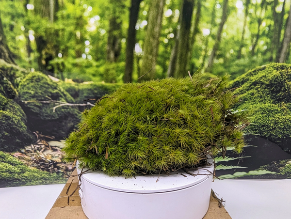 Live Mood Moss (Terrarium, Vivarium, Fairy Garden, Home Decor, Modeling)