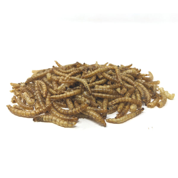 1oz Freeze Dried Mealworms 15g- for Reptiles, Amphibians, Frogs, Birds, Hedgehogs, Skunks