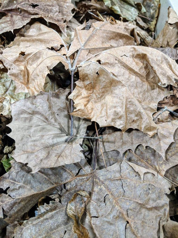 Sycamore Leaf Litter ( 4 Quarts )
