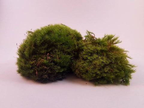 Live Terrarium Moss for Sale – Woodland Roots Trade