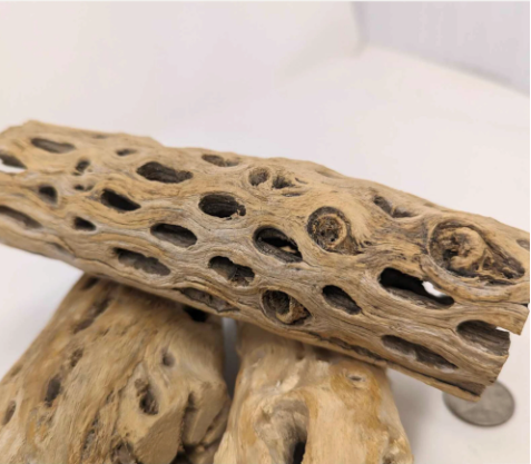 Cholla Wood 6-36" - For Reptiles, Isopods, Birds, Airplants, and Hermit Crabs