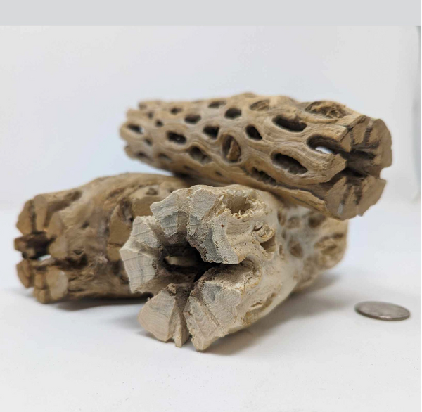 Cholla Wood 6-36" - For Reptiles, Isopods, Birds, Airplants, and Hermit Crabs
