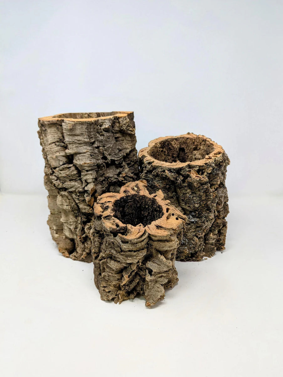 Cork Rounds by Size - for Orchids, Airplants, Reptiles, and Terrariums ...