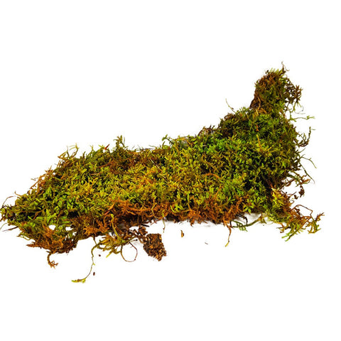 Live Fern Moss / Sheet Moss (Terrarium, Vivarium, Fairy Garden, Home Decor, Modeling)