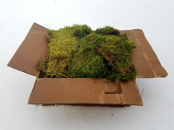 Mixed Live Moss (Terrarium, Vivarium, Fairy Garden, Home Decor, Modeling)
