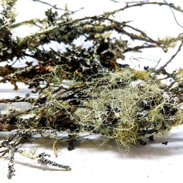 Lichen Branches (2.5oz)