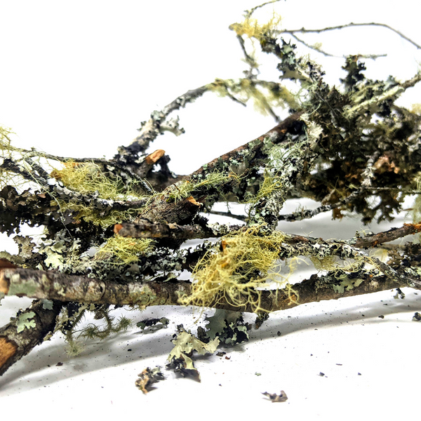 Lichen Branches (2.5oz)