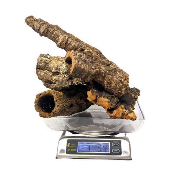 1 Pound Virgin Cork Bark - for Orchids, Airplants, Reptiles, and Terrariums